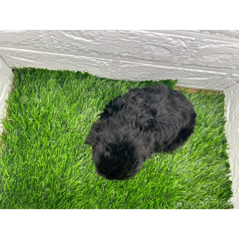 販売中の茨城県のミックス犬-409034の12枚目