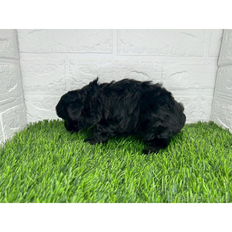 販売中の茨城県のミックス犬-409034の11枚目