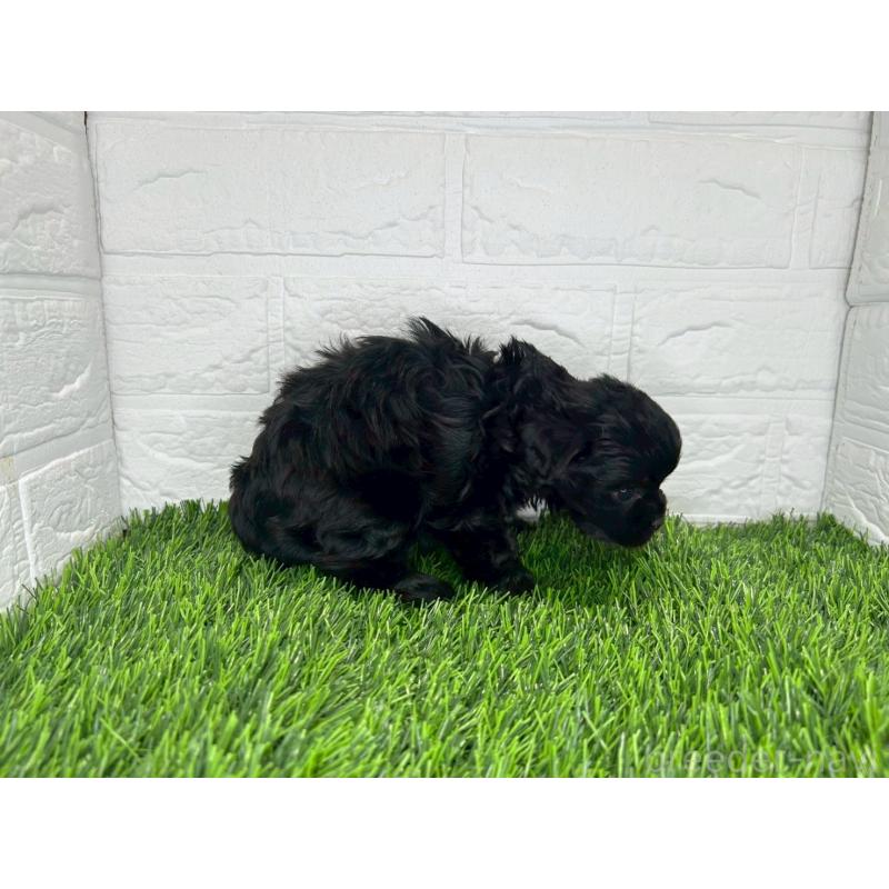 販売中の茨城県のミックス犬-409034の10枚目