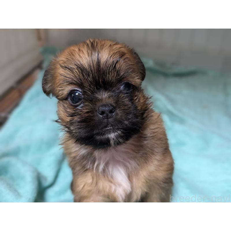 販売中の愛知県のミックス犬-409033の4枚目