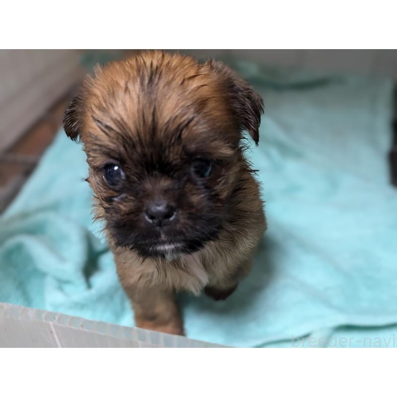 販売中の愛知県のミックス犬-409033の2枚目