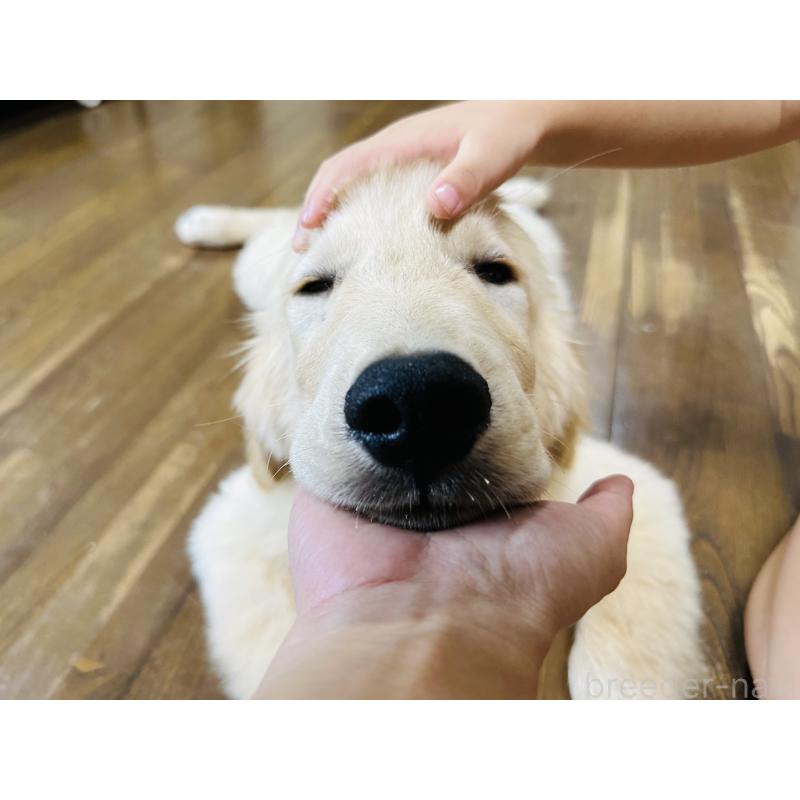 販売中の千葉県のゴールデンレトリーバー-391659の9枚目