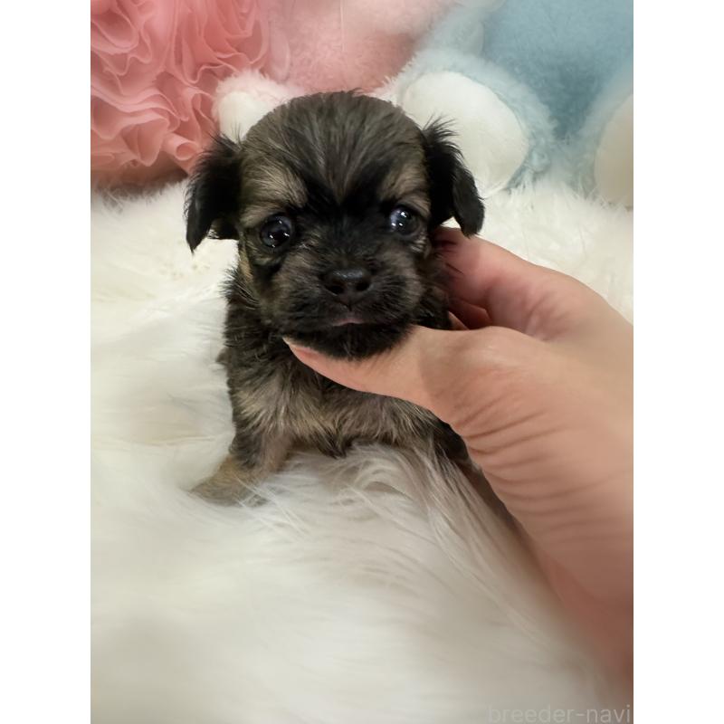 販売中の香川県のチワックス:チワワ×ミニチュアダックスフンド-409036の4枚目