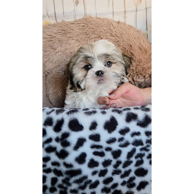 販売中の福岡県のミックス犬-409007の2枚目