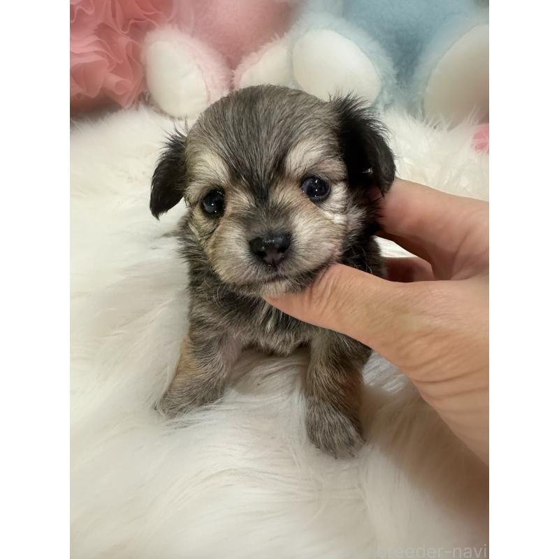 販売中の香川県のチワックス:チワワ×ミニチュアダックスフンド-409042の5枚目