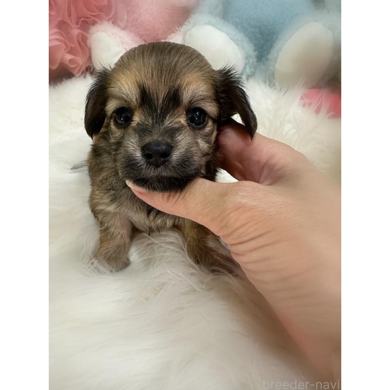 販売中の香川県のチワックス:チワワ×ミニチュアダックスフンド-409043の6枚目