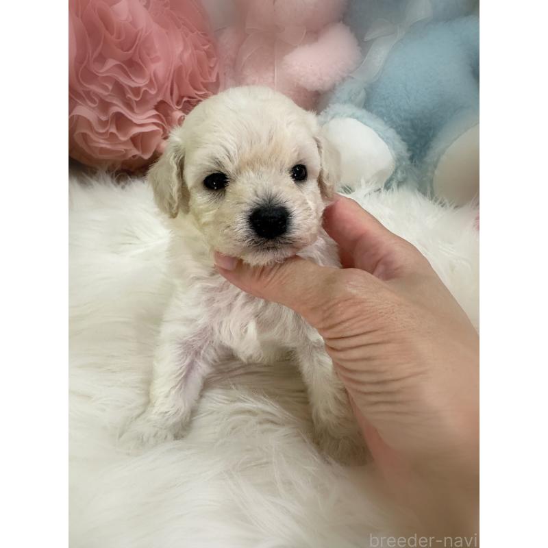 販売中の香川県のビションプー:ビションフリーゼ×トイプードル-409053の2枚目