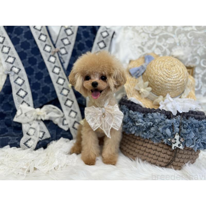 販売中の広島県のミックス犬-366230の3枚目