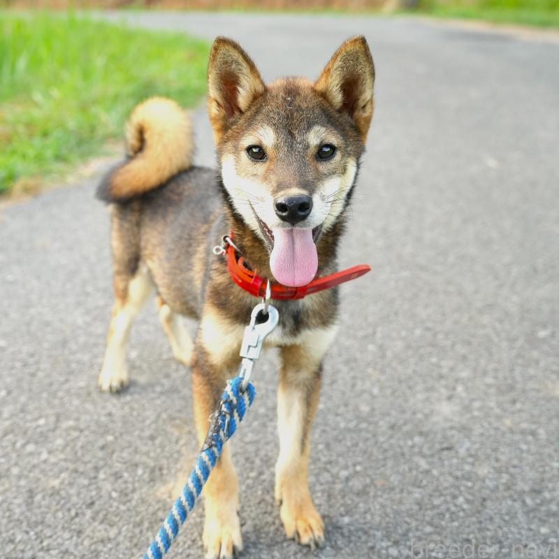販売中の千葉県の柴犬-408865の1枚目