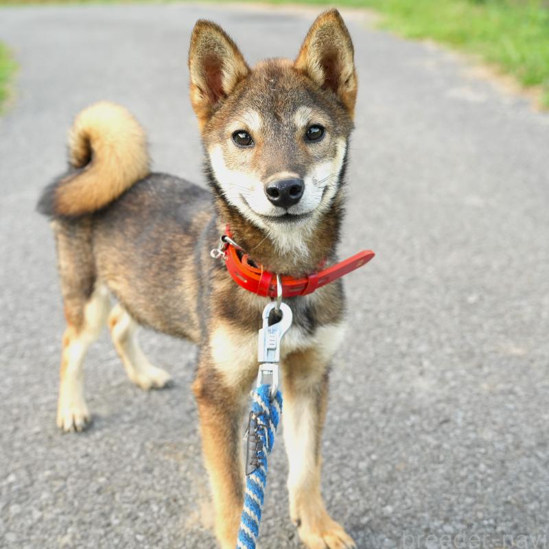 販売中の千葉県の柴犬-408865の9枚目