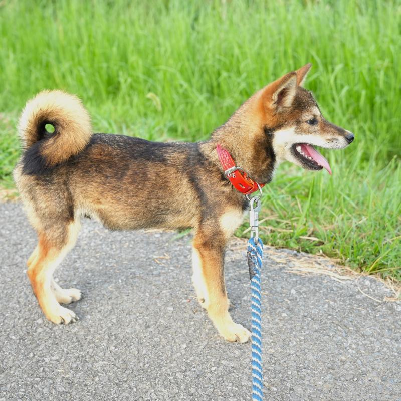 販売中の千葉県の柴犬-408865の8枚目