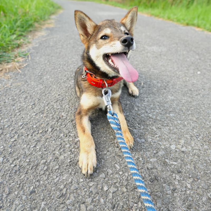 販売中の千葉県の柴犬-408865の7枚目
