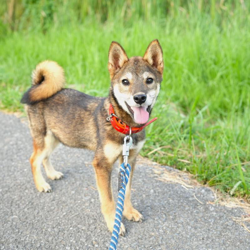 販売中の千葉県の柴犬-408865の6枚目