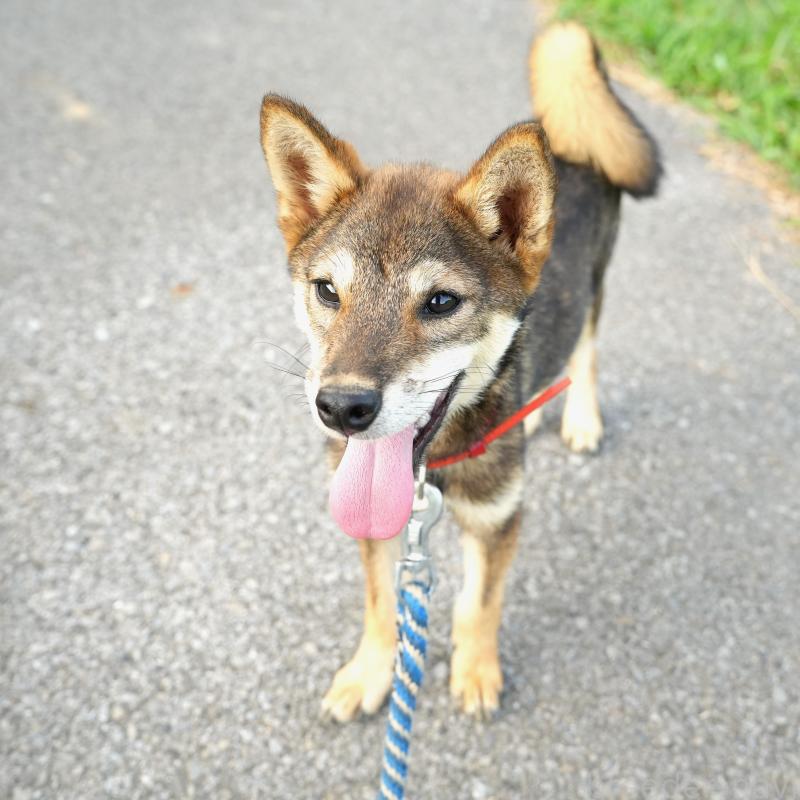 販売中の千葉県の柴犬-408865の5枚目