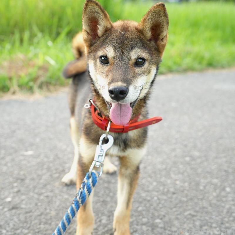販売中の千葉県の柴犬-408865の4枚目