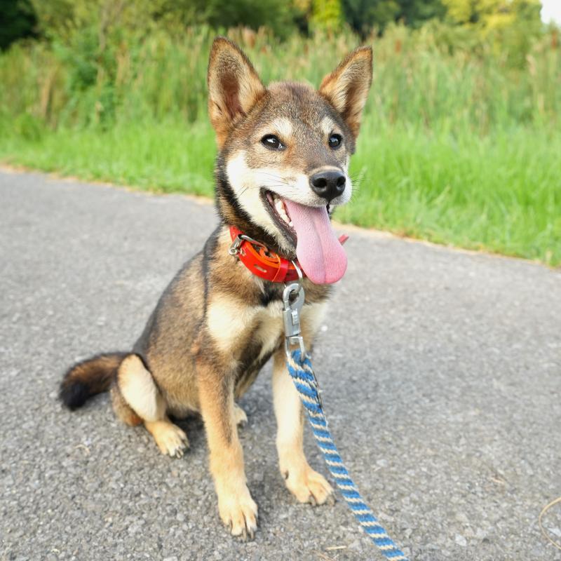 販売中の千葉県の柴犬-408865の3枚目