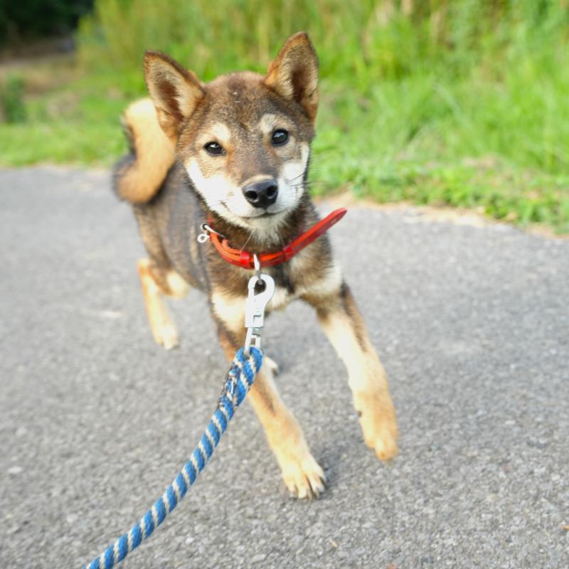 販売中の千葉県の柴犬-408865の2枚目