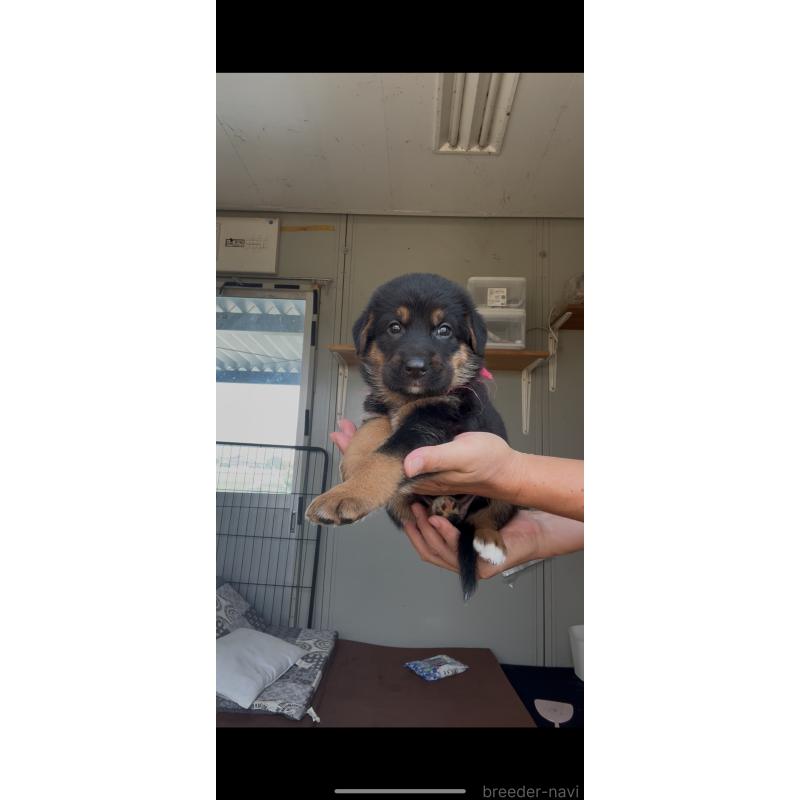 販売中の佐賀県のミックス犬-408866の5枚目