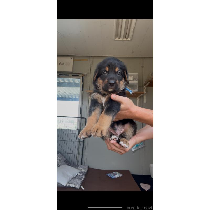 販売中の佐賀県のミックス犬-408866の4枚目