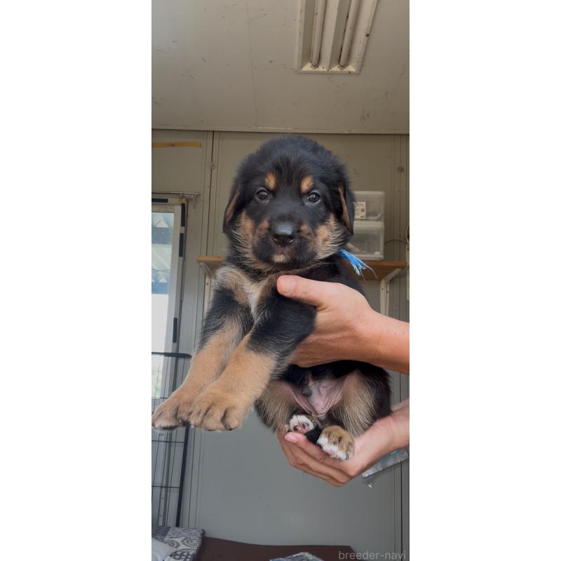 販売中の佐賀県のミックス犬-408866の2枚目