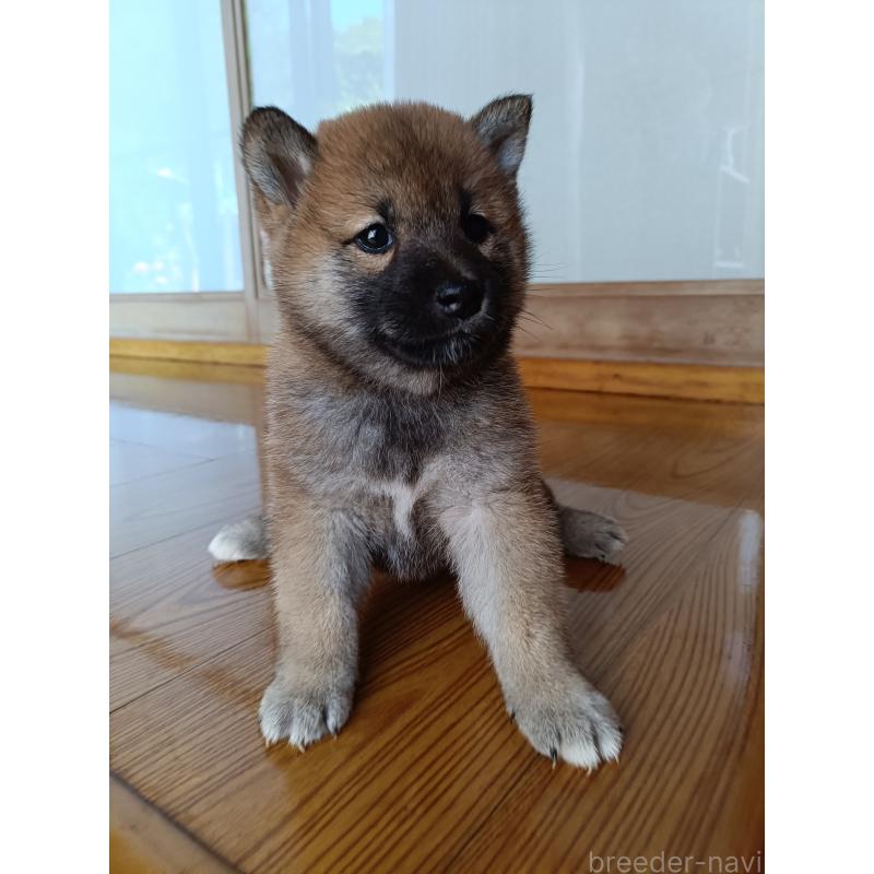 販売中の岩手県の柴犬-408868の3枚目
