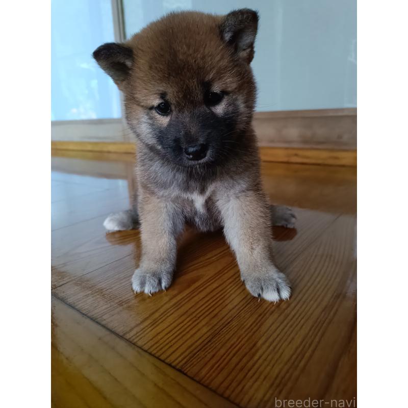 販売中の岩手県の柴犬-408868の2枚目