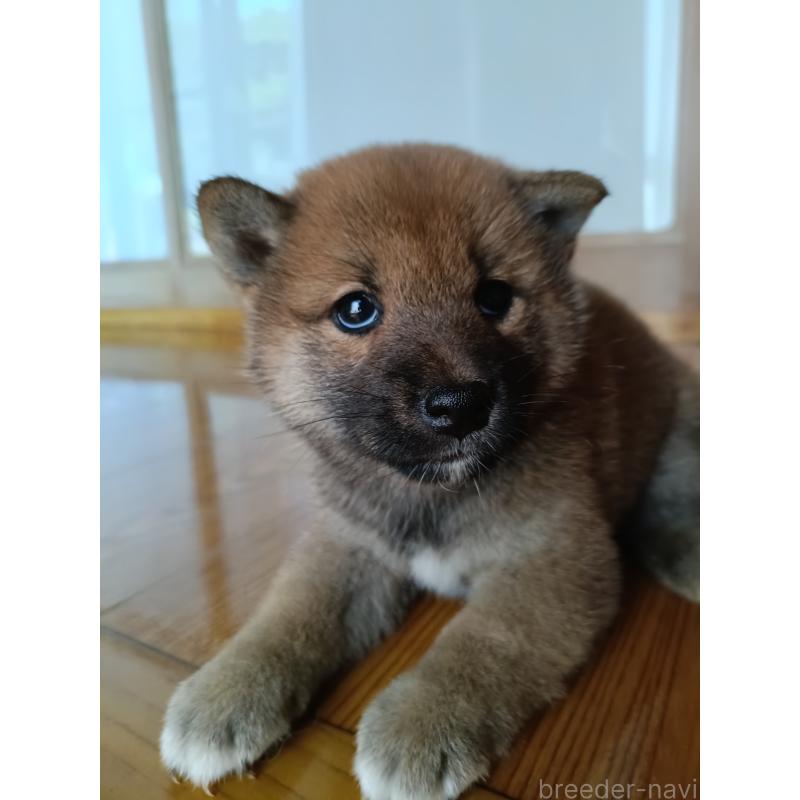 販売中の岩手県の柴犬-408869の3枚目