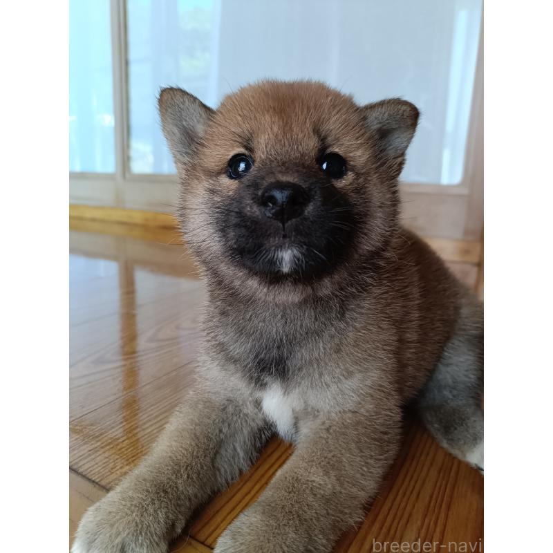 販売中の岩手県の柴犬-408869の2枚目
