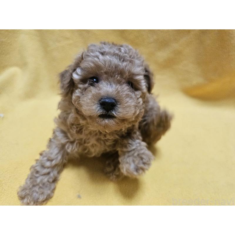 販売中の愛知県のトイプードル-408871の5枚目