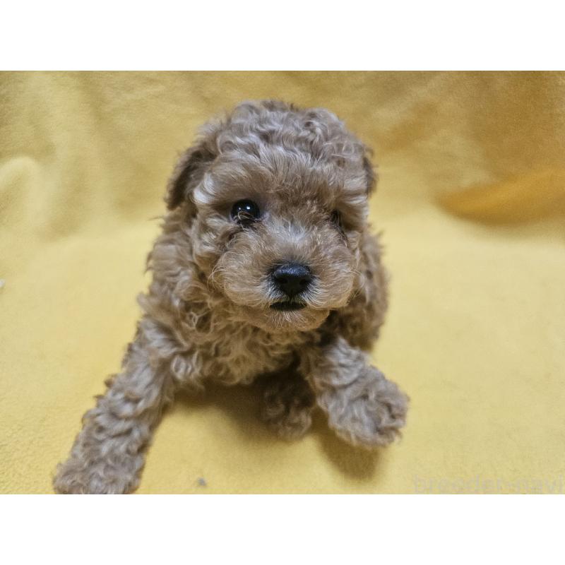 販売中の愛知県のトイプードル-408871の4枚目