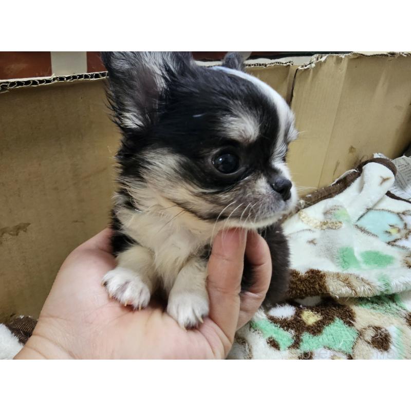 販売中の愛知県のチワワ(ロングコート)-408879の5枚目
