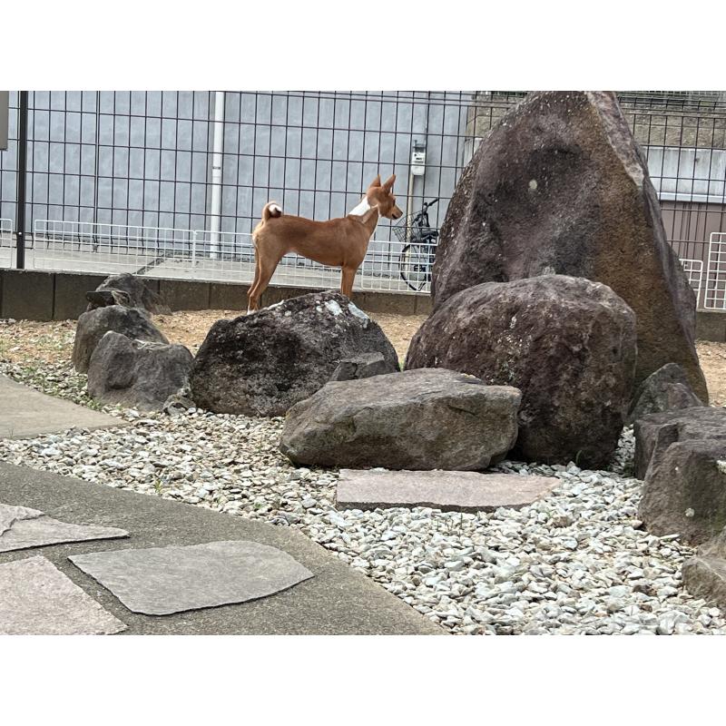 商談中の兵庫県のバセンジー-372231の2枚目