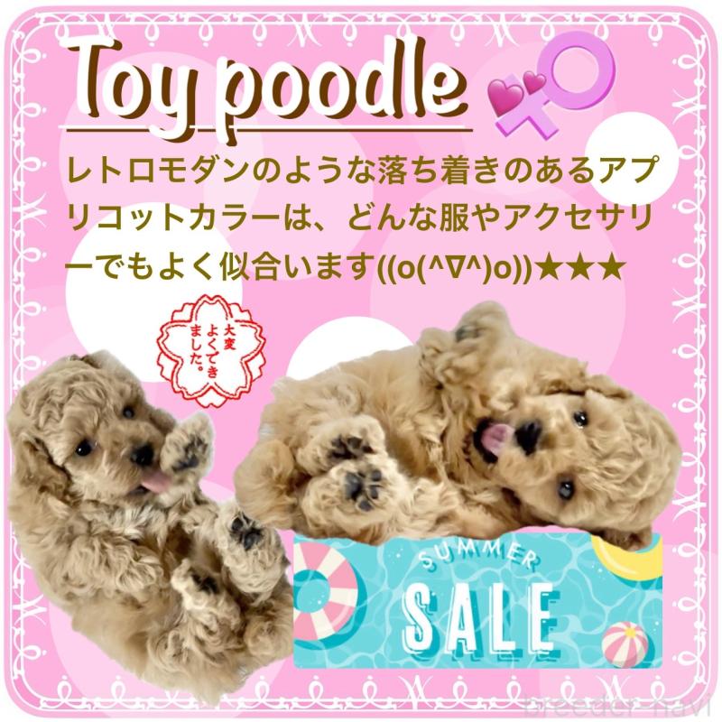 販売中の大阪府のタイニープードル-409090の8枚目