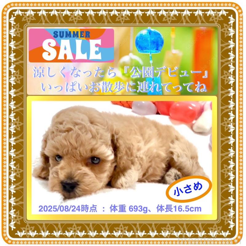 販売中の大阪府のタイニープードル-409090の4枚目