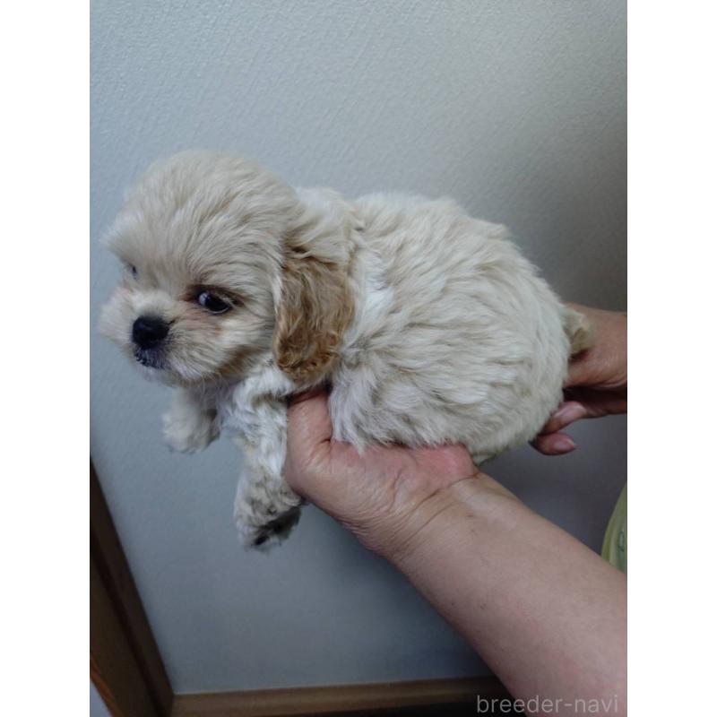 販売中の広島県のミックス犬-409093の2枚目