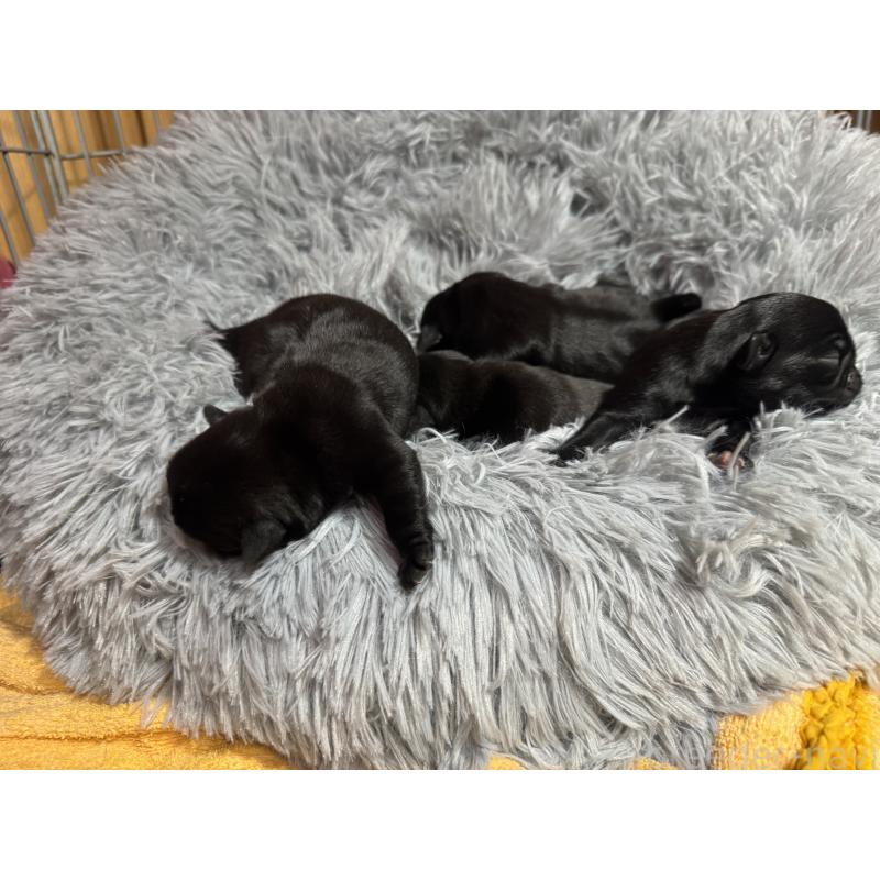 販売中の岐阜県のパグ-409099の2枚目