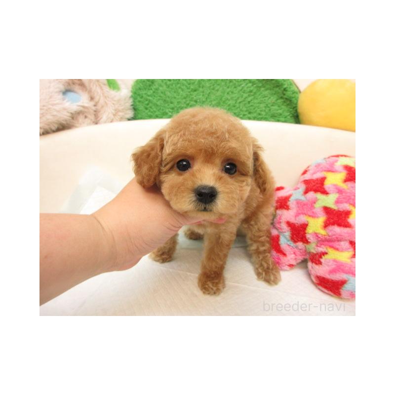 販売中の大阪府のトイプードル-409109の2枚目