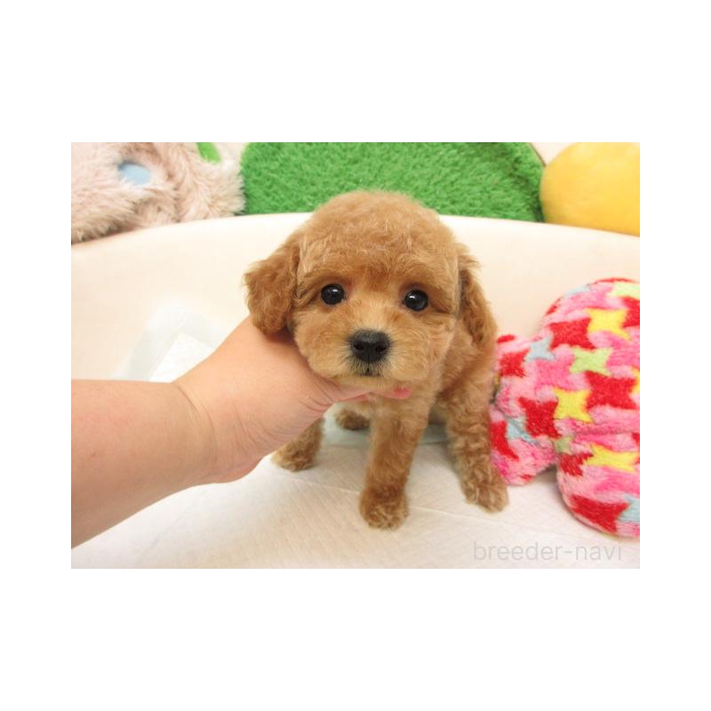 販売中の大阪府のトイプードル-409109の1枚目