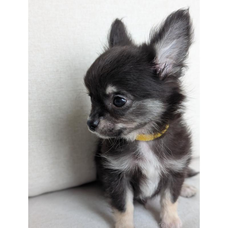 販売中の北海道のミックス犬-401432の15枚目
