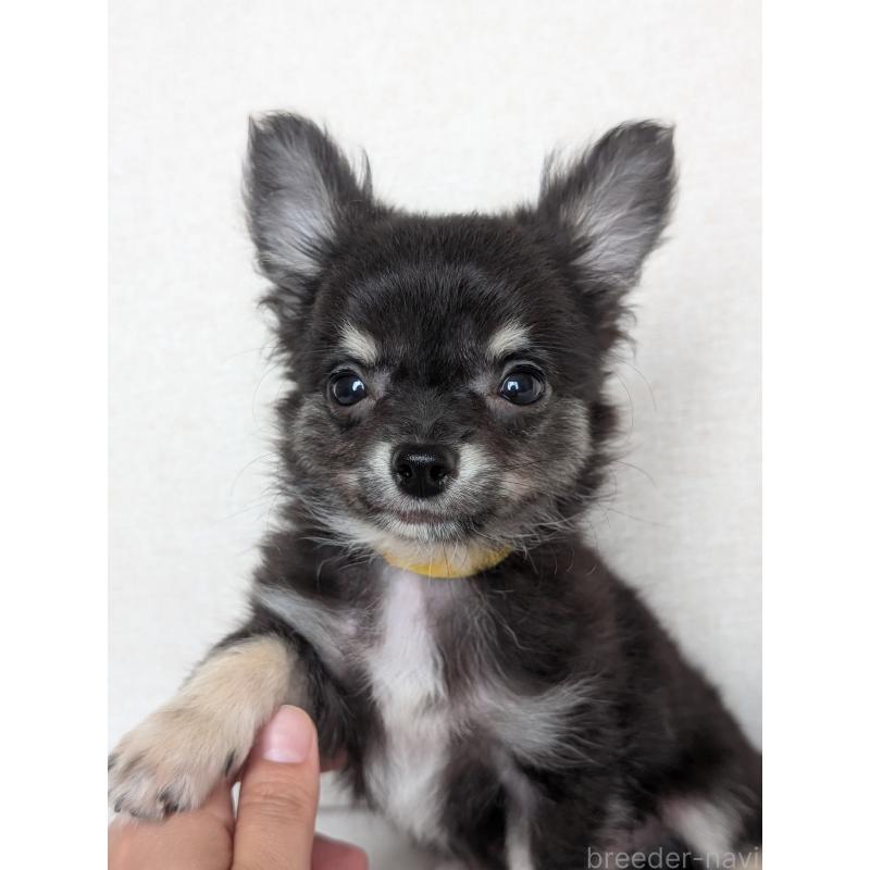 販売中の北海道のミックス犬-401432の14枚目