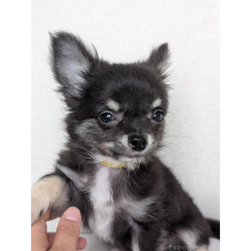販売中の北海道のミックス犬-401432の13枚目