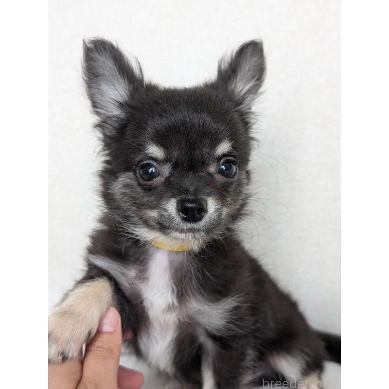 販売中の北海道のミックス犬-401432の12枚目