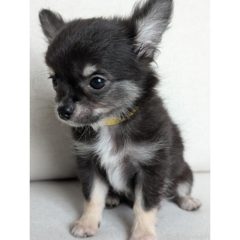 販売中の北海道のミックス犬-401432の10枚目