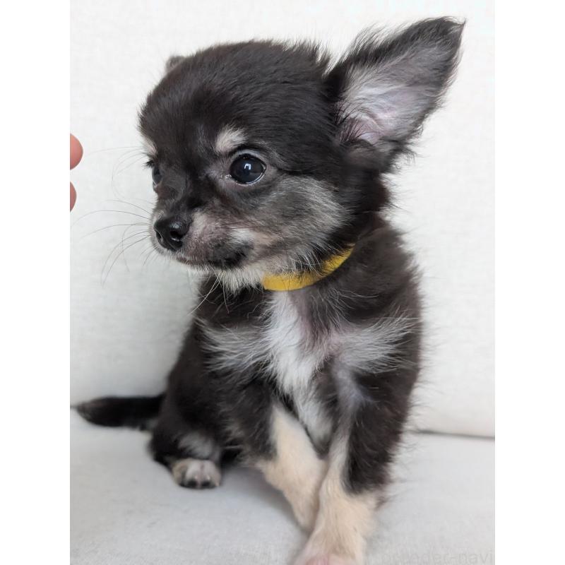 販売中の北海道のミックス犬-401432の8枚目