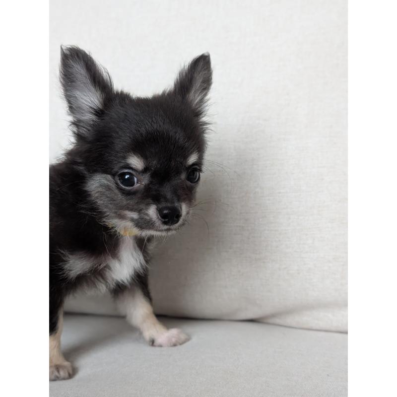 販売中の北海道のミックス犬-401432の7枚目