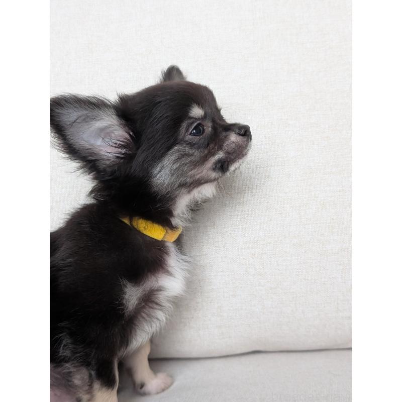 販売中の北海道のミックス犬-401432の6枚目