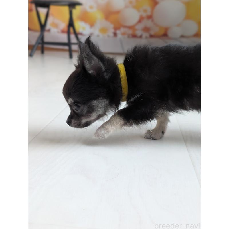 販売中の北海道のミックス犬-401432の5枚目