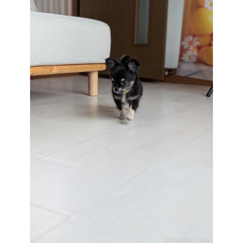 販売中の北海道のミックス犬-401432の4枚目