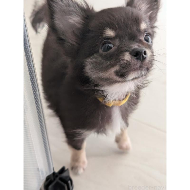 販売中の北海道のミックス犬-401432の2枚目