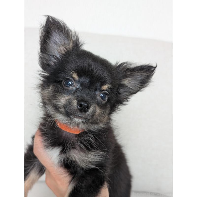販売中の北海道のミックス犬-401434の14枚目